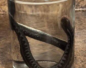 Garter Snake 12” Wet Specimen