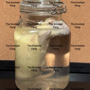 Wet Specimen Rat w/ Jar