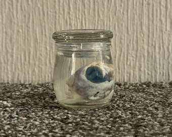 Sheep Eye in Jar