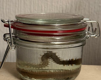 Wet Specimen Sandworm with jar