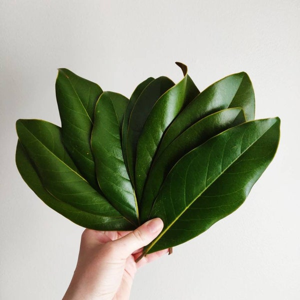 Magnolia Leaves- Fresh picked-set of 20