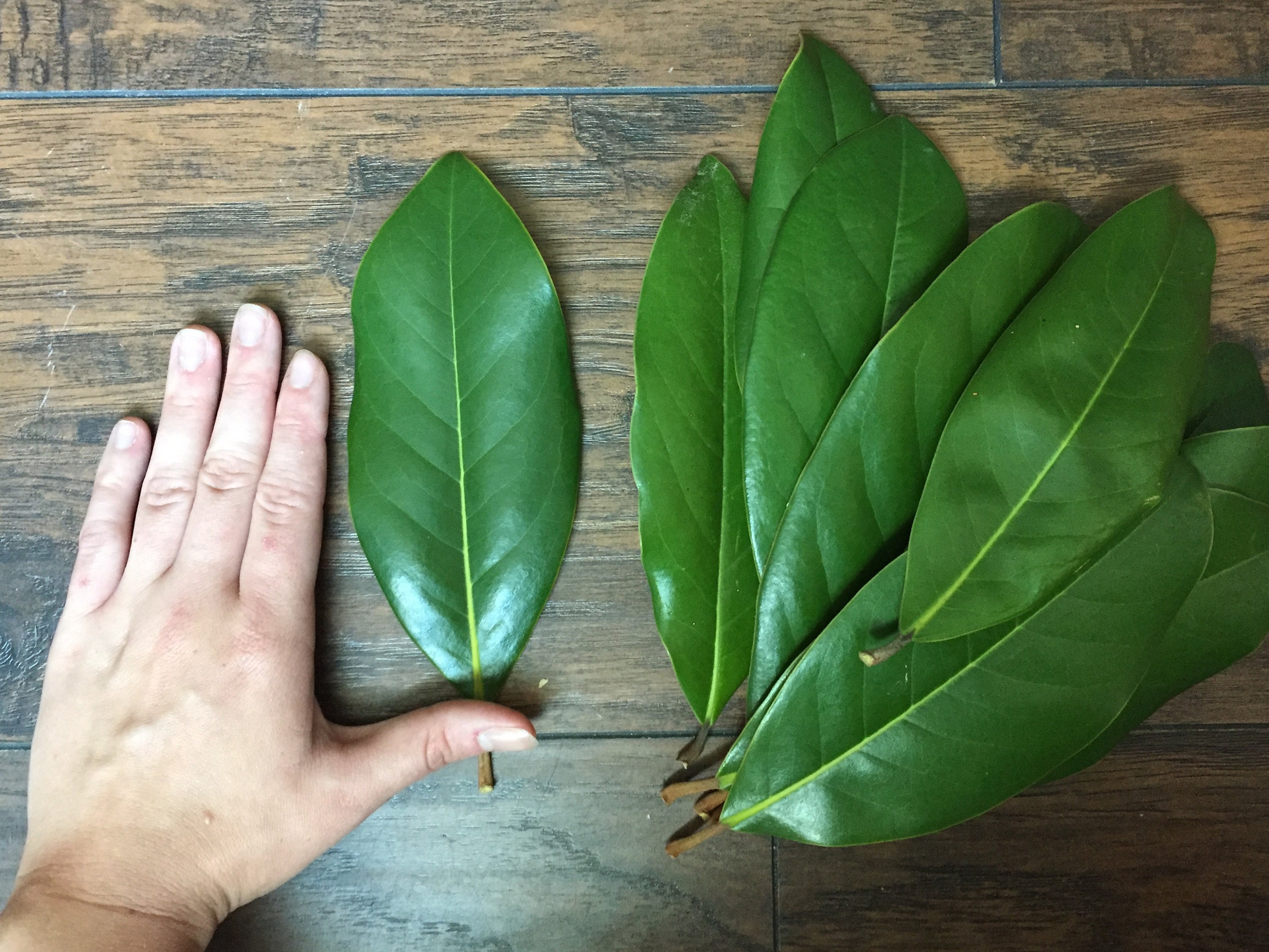 Magnolia Leaves Fresh Pickedset of 10 Etsy UK