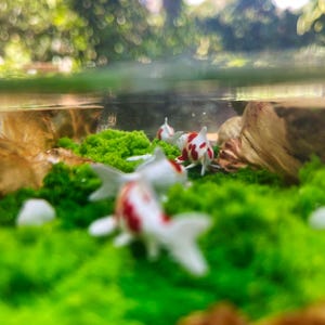 May include: A miniature aquarium scene featuring small, white and red koi fish swimming among vibrant green moss. The scene includes small rocks and a blurred background of trees and foliage, creating a naturalistic miniature environment.