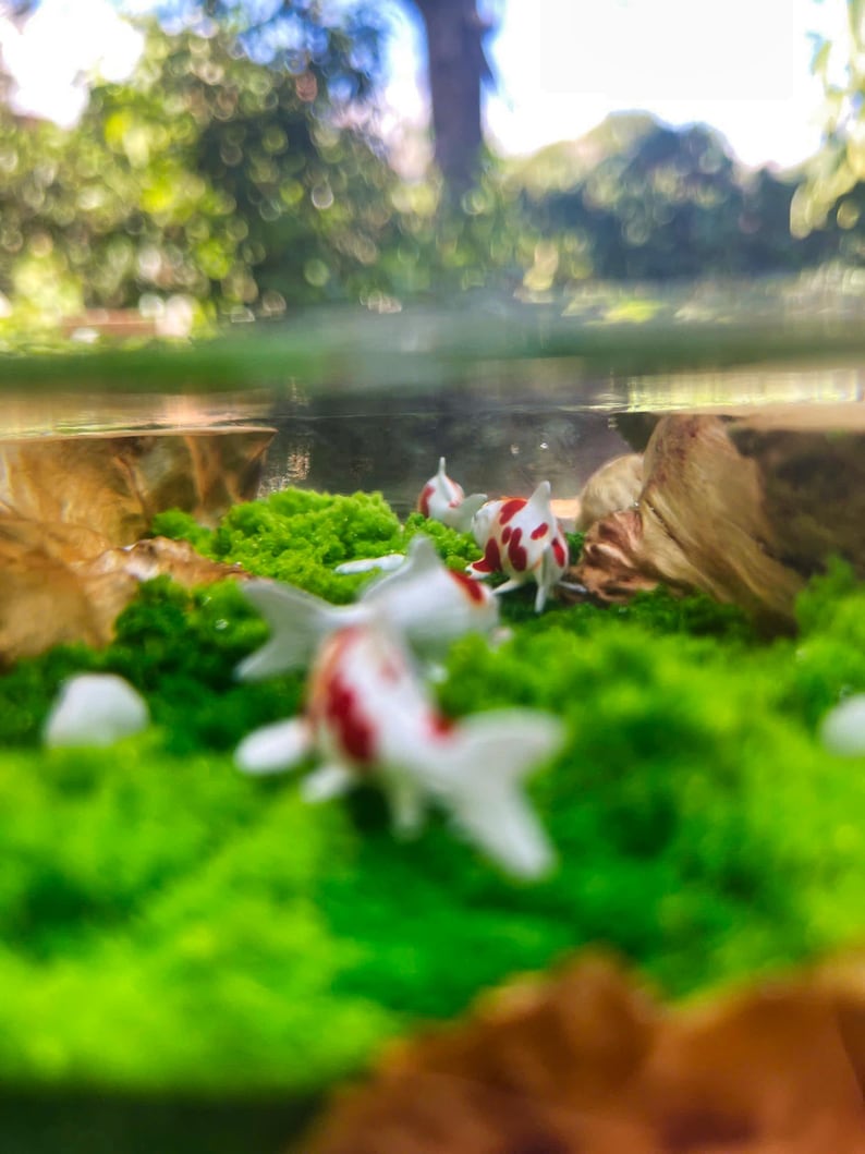 May include: A miniature aquarium scene featuring small, white and red koi fish swimming among vibrant green moss. The scene includes small rocks and a blurred background of trees and foliage, creating a naturalistic miniature environment.