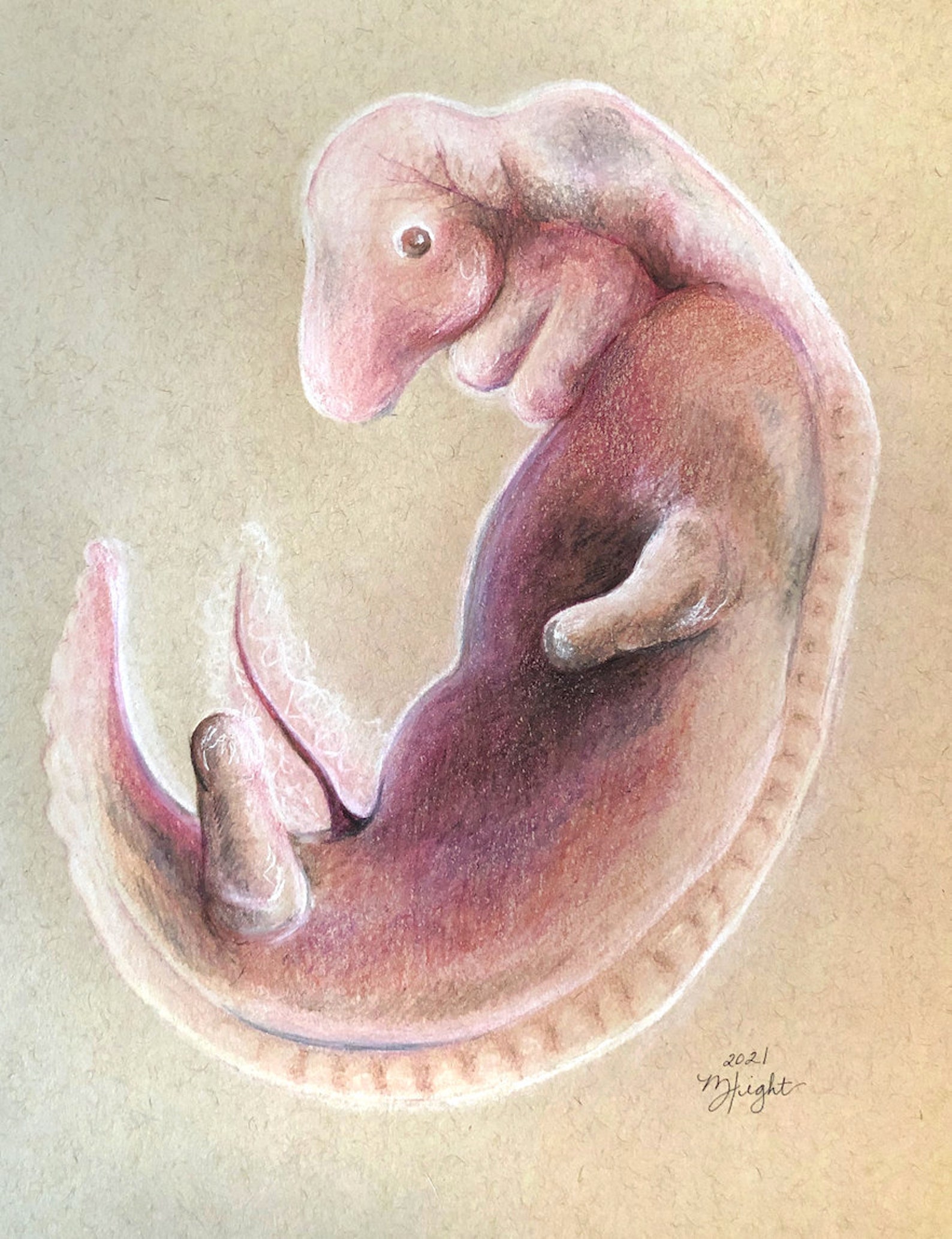 Anatomical Human Embryo Drawing Etsy