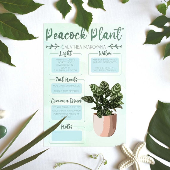 Plant Care Card | Plant Needs Image | Plant Information | Peacockplant |  Calathea - Etsy