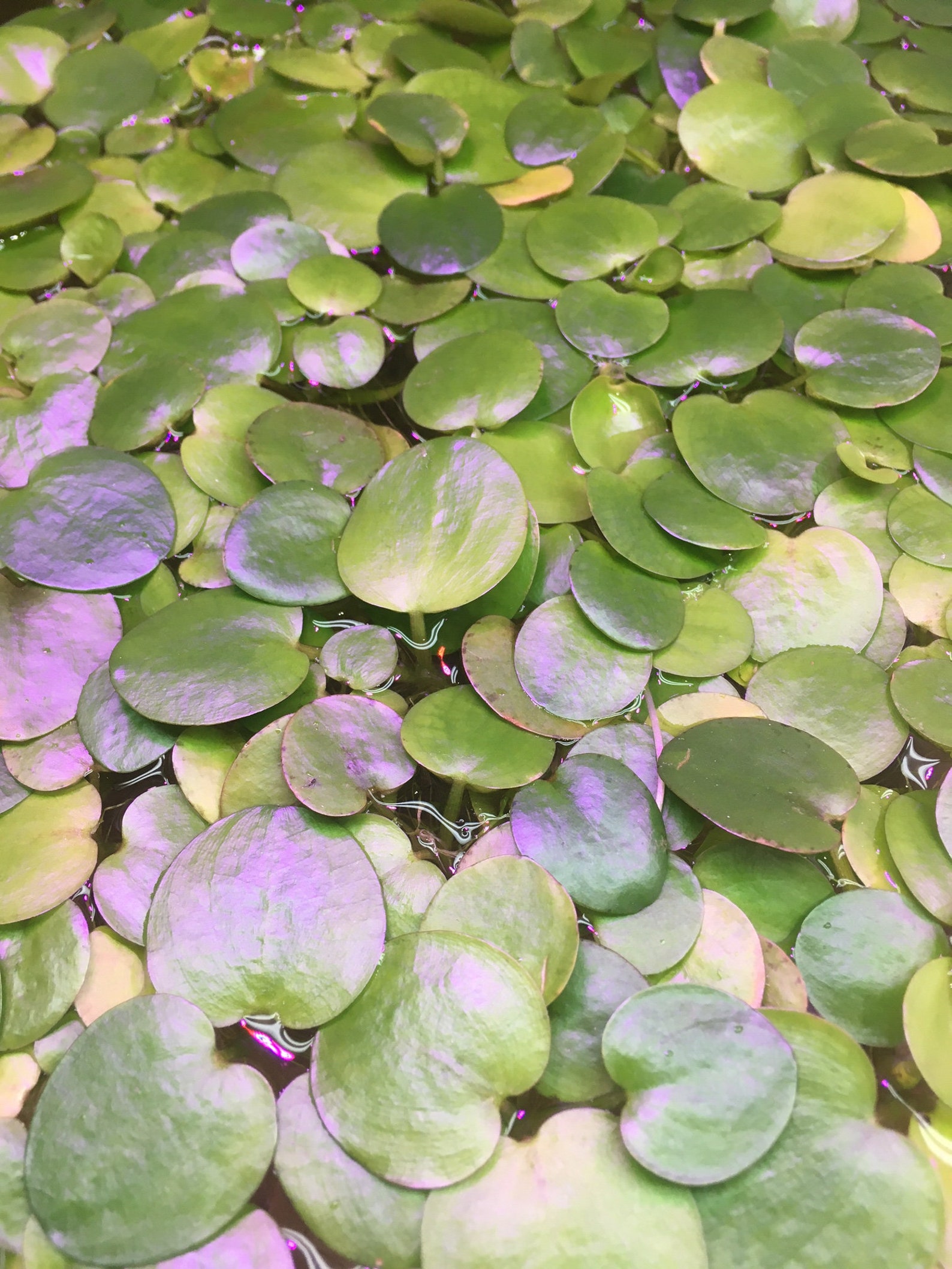 Premium Photo | Limnobium Laevigatum Amazon Frogbit Round Floating Leaves Wi Aqua Plant Isolated White Bg 655090 678434