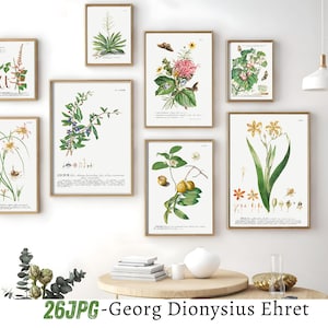 Georg Dionysius Ehret Botanical Art Print - 26 Vintage Flower Illustrations - Antique Botanical Wall Art - Fine Art Reproduction