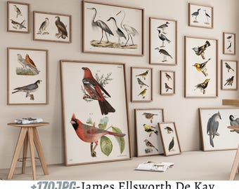 May include: A collection of framed bird illustrations, featuring various species like cardinals, robins, and a variety of songbirds. The illustrations are in a vintage style with detailed drawings and vibrant colors.
