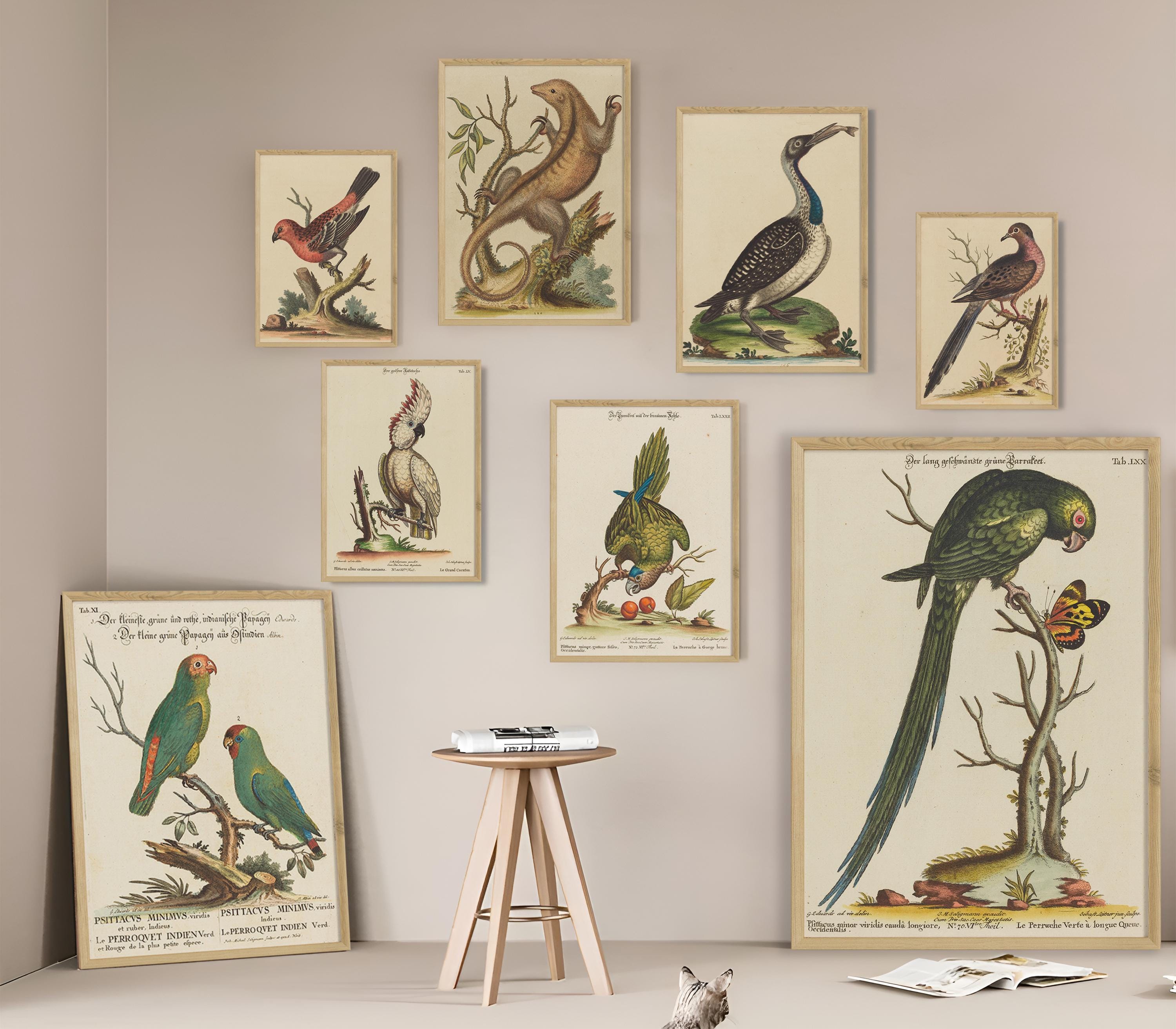 George Edwards Natural History Art Print - Vintage Bird