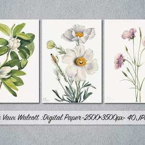 Puede incluir: Tres ilustraciones botánicas vintage con flores blancas y hojas verdes sobre un fondo blanco. Las ilustraciones son de la colección "Digital Paper - 2500x3500px - 40 JPG" de Mary Vaux Walcott.