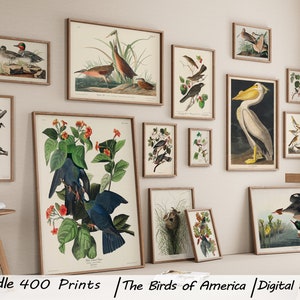 The Birds of America, 400 MEGA BUNDLE Printable Wall Art, Ornithology, Gallery, Digital Download for Home Decor, View the world of birds