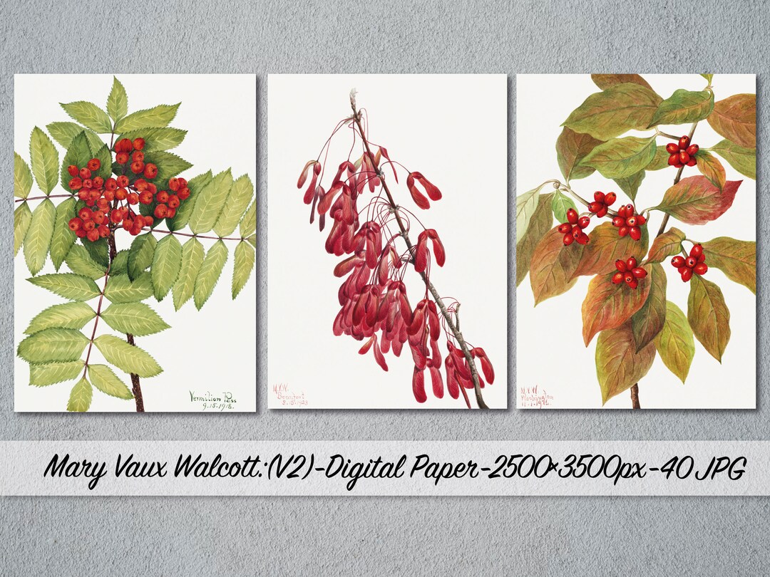 Mary Vaux Walcott, 40 Drawn Flower by Mary Vaux Walcott, Digital Paper ...