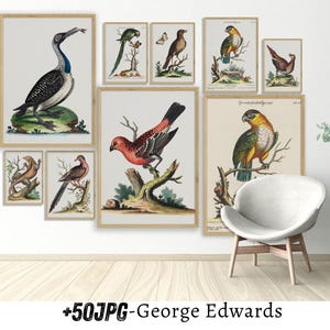 George Edwards Natural History Art Print - Vintage Bird Illustrations - &quot;A Natural History of Uncommon Birds&quot; - Fine Art Wall Decor