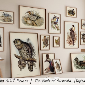 Die Vögel Australiens, 600 JPG, Antique Vogel Illustrationen, Vintage Illustrationen, Digitale Kunst, Schöne Vögel Australiens
