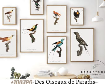 Des Oiseaux de Paradis Art Prints - Vintage Bird of Paradise Illustrations - Antique Ornithology Prints - Exotic Nature Wall Decor