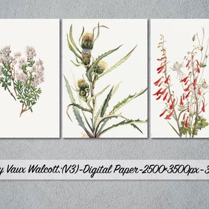 Mary Vaux Walcott, 32 Different Images, Digital Paper, instant download, mary vaux walcott paintings, western plants and flowers, vintage