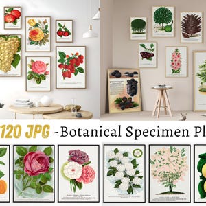Botanical Specimen Plates - Vintage Plant Illustrations - Antique Botanical Art Prints - Fine Art Wall Decor - Digital Download