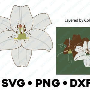 Giglio bianco SVG PNG DXF stratificato per colore Taglia File Silhouette Cameo Disegno floreale Illustrazione botanica Pianta da giardino Fiore di campo Fiore