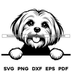 Spähender Malteser Hundekopf Design | svg png dxf eps pdf | Vektorgrafik Datei Laser Clip Art schneiden | sofortiger digitaler Download kommerzielle Nutzung
