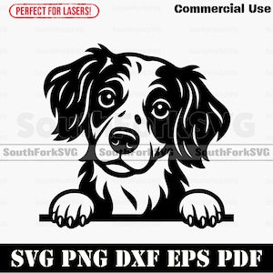 Cane spaniel bretone che sbircia in formato svg png dxf eps pdf / file di taglio grafico vettoriale clip art laser download digitale istantaneo uso commerciale