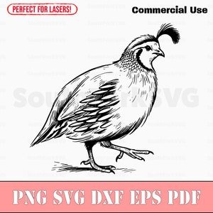 Quail svg png dxf eps pdf | vector graphic design cut print dye sub laser engrave cnc digital files commercial use
