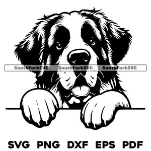 Gluren Sint-bernard svg png dxf eps pdf | vectorafbeelding snijbestand laserclipart | direct digitaal downloaden voor commercieel gebruik