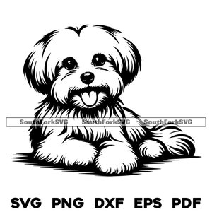 Hund Liegend Motiv Malteser | svg png dxf eps pdf | Vektorgrafik Datei Laser Clip Art schneiden | sofortiger digitaler Download kommerzielle Nutzung