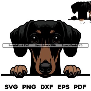 May include: A black and brown dachshund dog peeking over a white surface with its paws visible. The dog has a brown nose and brown eyes.