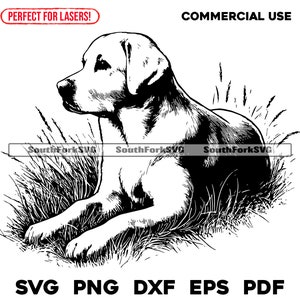 File di incisione laser Labrador Retriever svg png dxf eps pdf / grafica vettoriale design taglio stampa dye sub cnc digitale uso commerciale