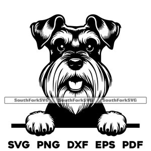 Gluren dwergschnauzer hond svg png dxf eps pdf | vectorafbeelding snijbestand laserclipart | direct digitaal downloaden voor commercieel gebruik