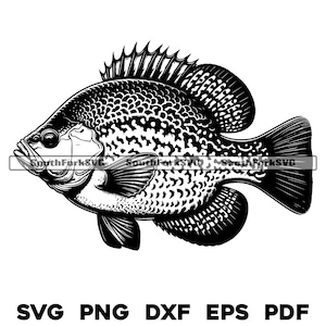 Crappie Fish Design Files | svg png dxf eps pdf | transparent vector graphic design cut print dye sub laser cnc files commercial use