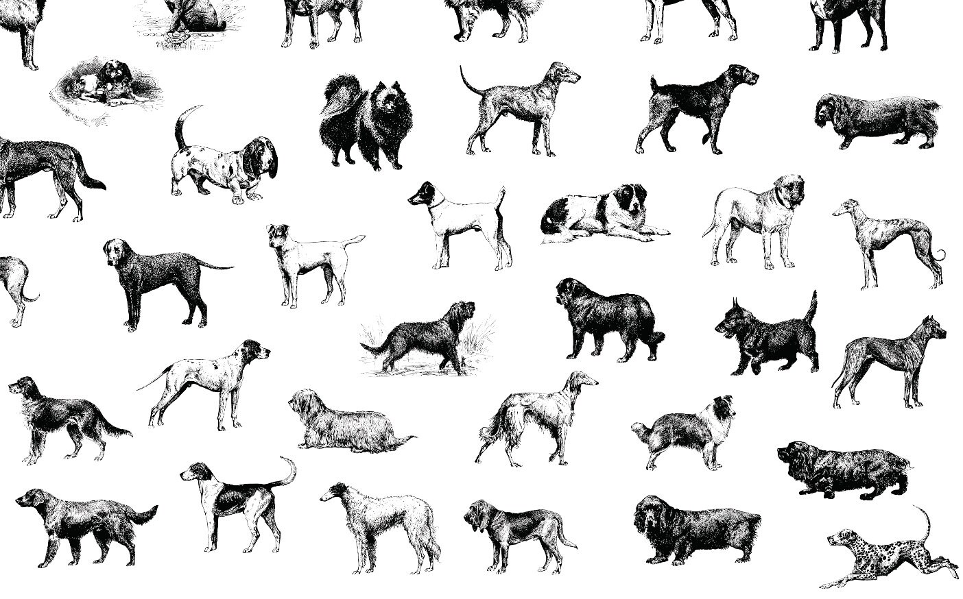 Dog Breed Illustration SVG PNG Bundle Cameo Sublimation Vector Graphic ...