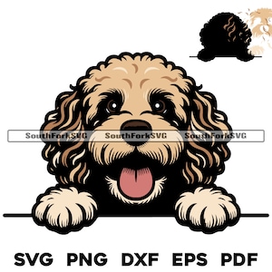 Puede incluir: Un perro doodle marrón y blanco asomándose por encima de una superficie blanca con la lengua fuera. El perro tiene una expresión feliz en su rostro.