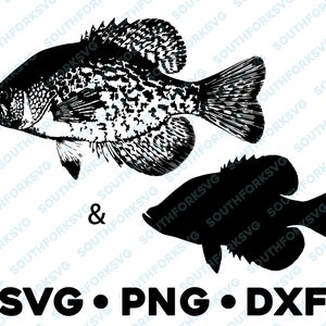 Crappie White Black Bass Sunfish SVG PNG DXF Vector Transparent