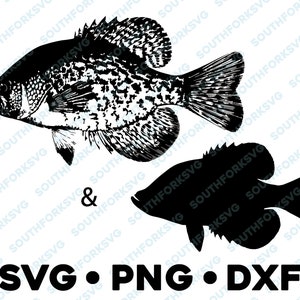 Crappie White Black Bass Sunfish SVG PNG DXF vettoriale cameo trasparente silhouette taglio file vinile adesivo pesca all'aperto natura animale