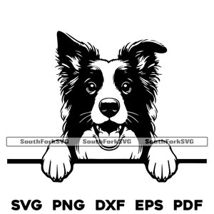 Gluren Border Collie svg png dxf eps pdf | vectorafbeelding snijbestand laserclipart | direct digitaal downloaden voor commercieel gebruik