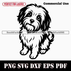 Cane Havanese che implora svg png dxf eps pdf / grafica vettoriale stencil file di taglio laser clip art stampa download digitale istantaneo uso commerciale