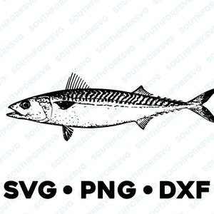 Atlantik König Makrele SVG PNG DXF Vektorgrafik transparent Grafikdesign Schnittdatei Fischangeln Salzwasser Gelbflosse Blauflossen Echte Echte