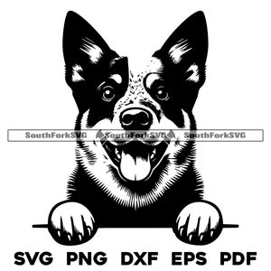 Spähender Blauer Heeler Hundekopf Design | svg png dxf eps pdf | Vektorgrafik Datei Laser Clip Art schneiden | sofortiger digitaler Download kommerzielle Nutzung