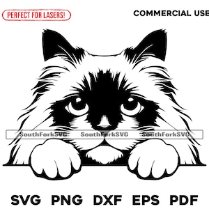 Diseño vectorial de cabeza de gato birmano que mira fijamente / svg png dxf eps pdf / gráfico vectorial corte impresión sublimación láser grabado archivo digital uso comercial