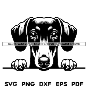May include: Black and white illustration of a dachshund dog peeking over a surface with its paws visible. The dog has a long snout and floppy ears.