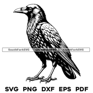 Desenho de pássaro corvo em pé | svg png dxf eps pdf | arquivo de corte de gráfico vetorial a laser clip art | download digital instantâneo uso comercial
