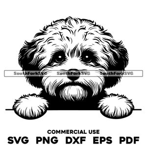 Diseño de cabeza de perro maltipoo que mira fijamente / svg png dxf eps pdf / archivo de corte gráfico vectorial / clip art láser / descarga digital instantánea para uso comercial
