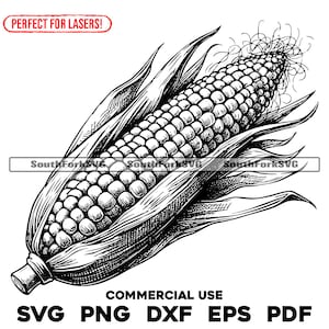 May include: Black and white line drawing of an ear of corn with husks. The corn is drawn in a realistic style with visible kernels.