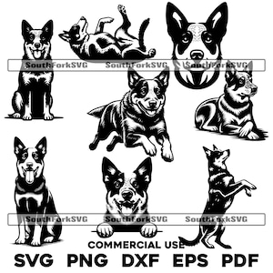 Pakiet Blue Heeler svg png dxf eps pdf | grafika wektorowa, plik do cięcia laserowego | natychmiastowe pobieranie cyfrowe, do użytku komercyjnego