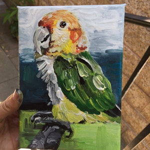 Original Parrot Portrait, Caique