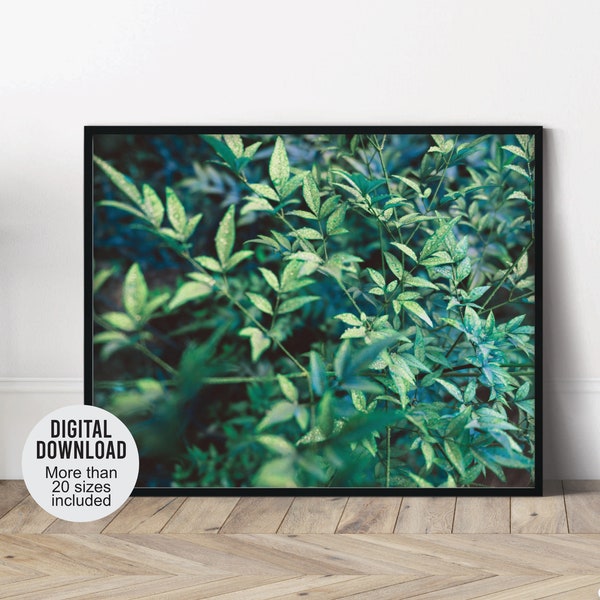 Printable botanical photography wall art, Green leaves with dew drops photo, Close up picture of leafy plant, Nature photograph