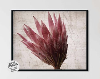 Rustic protea flower photography sideview - Botanical wall art photo for modern farmhouse - Mauve floral cottage decor - Single flower print