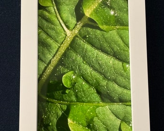Fotografie, Natur, Blumen, Tiere, Landschaft, New England,